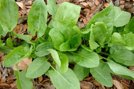 1000 Sementes De Azedinha Folhas Grandes Rumex Acetosa Erva