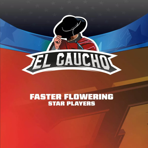 Semillas El Gaucho Faster (x7) | Bsf Seeds /ciclo 6 Semanas