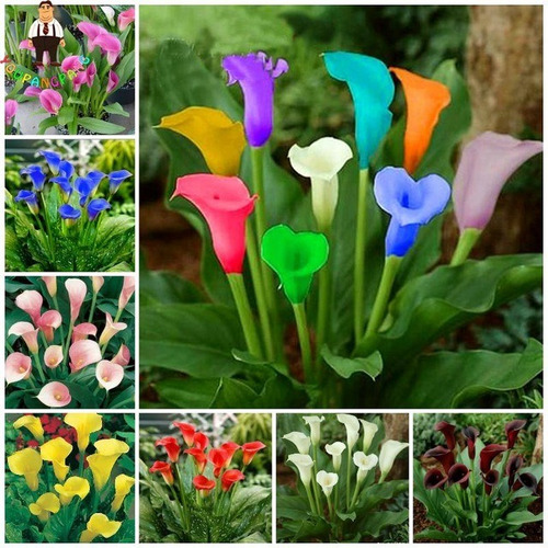 Kit 100 Sementes De Lirio Calla, Colorido, Jardins, Vasos