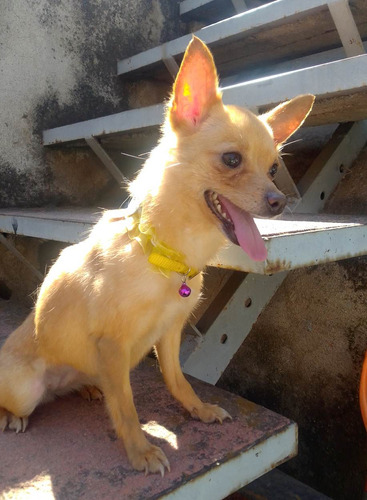 Hembrita Chihuahua Mini2 Años De Edad En Puebla