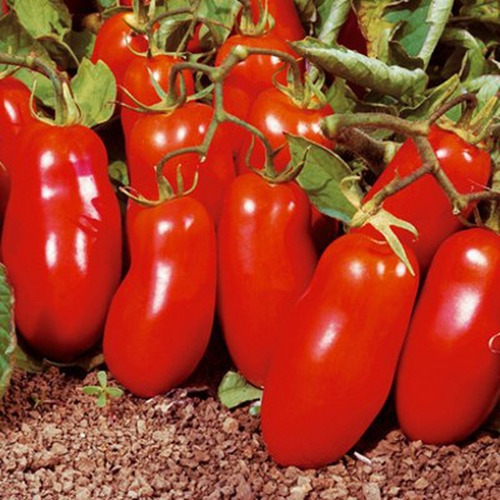 Tomate San Marzano - Aprox 230 Semillas