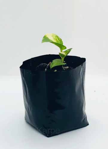 Bolsas Para Cultivo / Maceta 4 Litros X 100