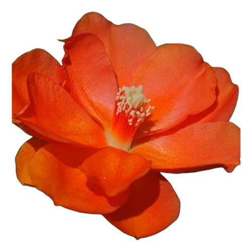 No Semilla Pereskia Bleo Flor Anaranjada Envío Gratis!!
