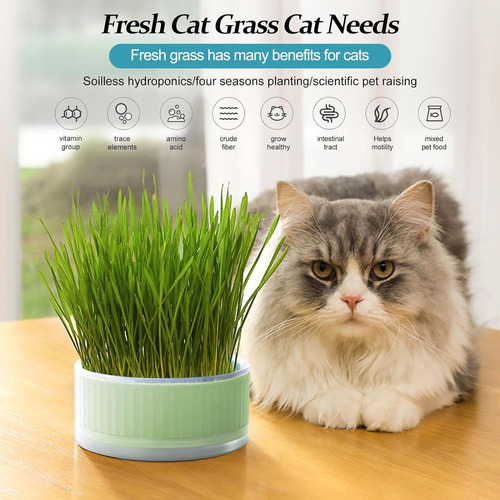 Jj Cultivador Hidropónico Hierba Para Gatos, Gatos Catnip-