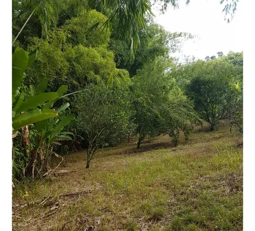 Vendo Finca Por El Trebol 7,5 Has (11,5 Cuadras) Chinchina