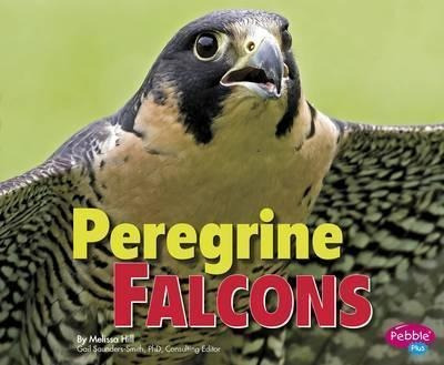 Peregrine Falcons - Gail Saunders-smith