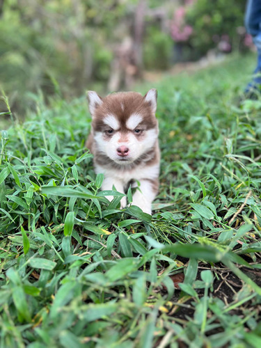 Cachorros Pomsky