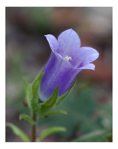 Campanula Mix De Colores (100 Semillas)