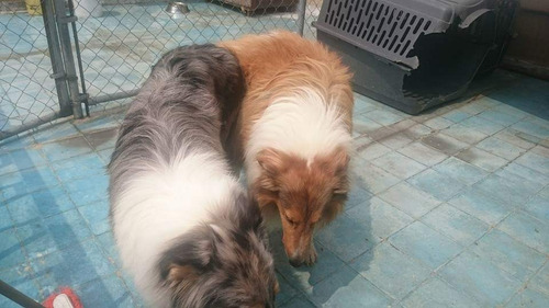 Imagen 3 de 10 de Rough Collie Lindos Cachorros