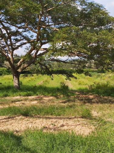 Imagen 18 de 18 de Se Vende Finca 114 Hectáreas Carabobo Bejuma. Cod. 4616212