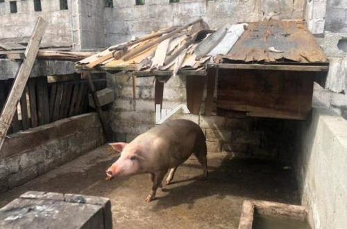 Imagem 16 de 17 de Mini Sitio No Bairro Indaia, Em Itanhaém Ch046