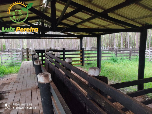 Imagem 10 de 15 de Fazenda À Venda Em Jacunda - Pa - 1.258,4 Hectares (dupla Aptidão) - 2032