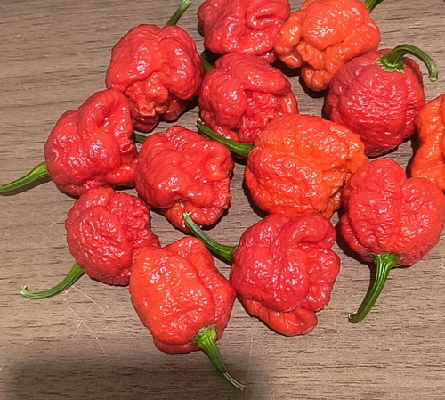 20 Sementes Pimenta Trindad Scorpions, A Segunda Mais Ardida