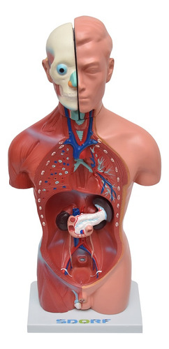 Esqueleto 85 Cm Com Torso Masculino De 42cm Em 13 Partes