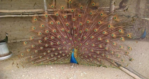 Pavo Real Cuello Azul