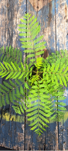 Jacarandá Plantines 