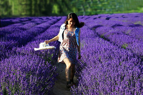 Flores De Lavanda Orgánicas Secas Extra Azules 227 Gramos