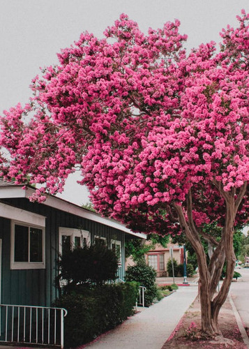 Árbol De Júpiter Astronómica Incluye Manual De Cuidados Rosa Chicle