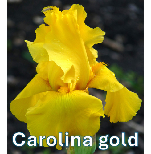 3 Rizoma De Lirios Barbados O Iris Germánica Carolina Gold (Usado)