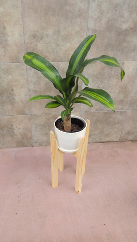 Combo Palo De Agua C/pie 40cm Maceta Premium Plato