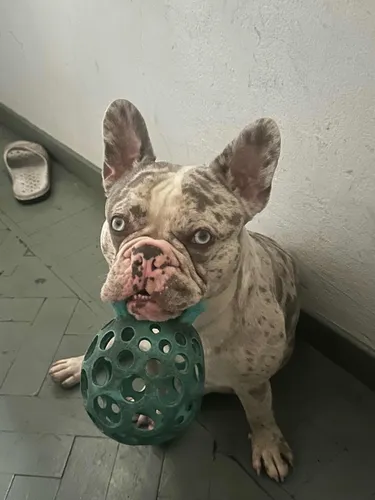Servicio De Stud (monta) Bulldog Francés