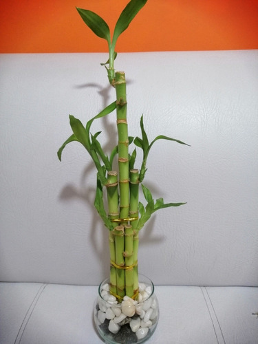 Hermoso Lucky Bamboo