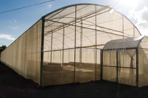Imagen 14 de 30 de Fina En Venta Quibor Estado Lara, 04245937542