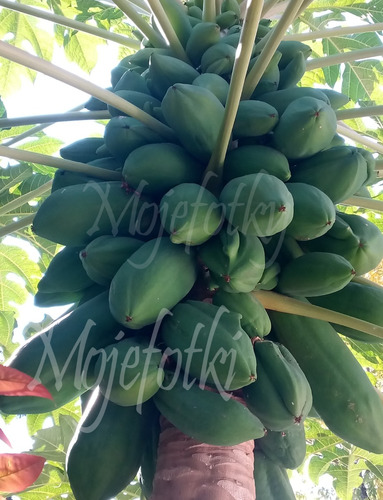 Mamon, Papaya                     Fruta Verde