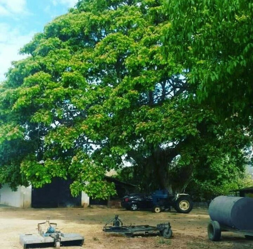 Imagen 5 de 5 de Terreno, En Venta Cod 415365 Liseth Varela 04144183728