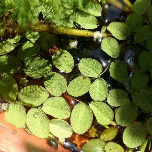 Planta Acuática Salvinia