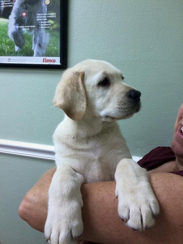 Imagen 6 de 10 de Labrador Cachorros