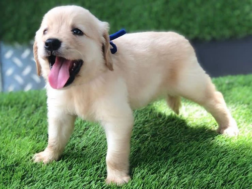 Cachorros Golden Retriever 