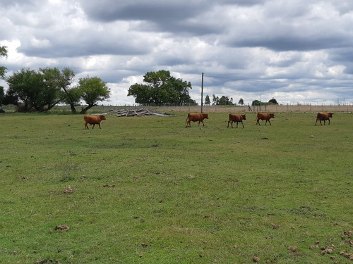 Imagen 10 de 13 de Chacras De 3 Has En Venta En Ruta 40 Kilometro 92.500 A 17 Km De Tala Maravilla De Cañada Chury