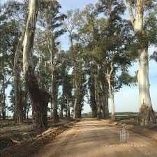 Imagen 5 de 12 de Terreno - Los Tres Pinos