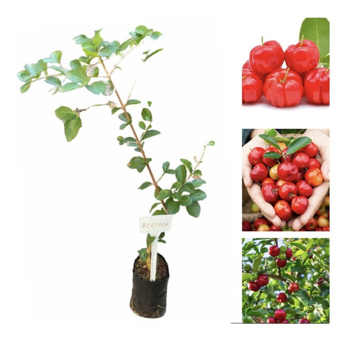 Muda De Acerola Por Estaquia Já Produzindo Cerca De 70cm