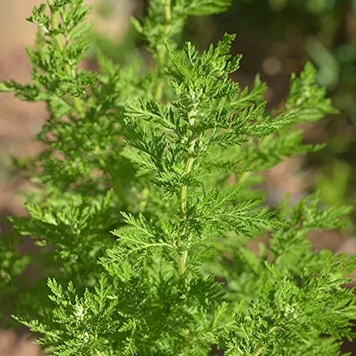  Carlyle Cápsulas de ajenjo de 430 mg, Hierba Artemisia Annua, 200 unidades