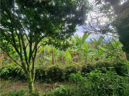 Finca De 3 Cuadras En Venta A 15 Minutos De Calarcá
