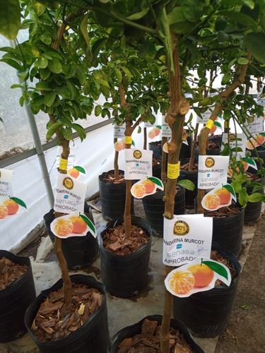 Imagen 3 de 10 de Arbol De Mandarina Grande Adulto 5 Años -