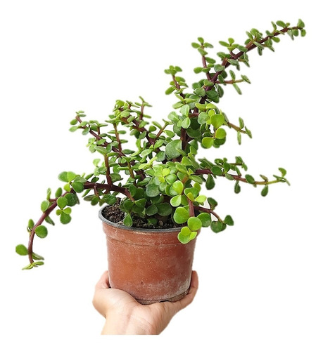 Jade Suculenta - Planta Abundancia Y Prosperidad