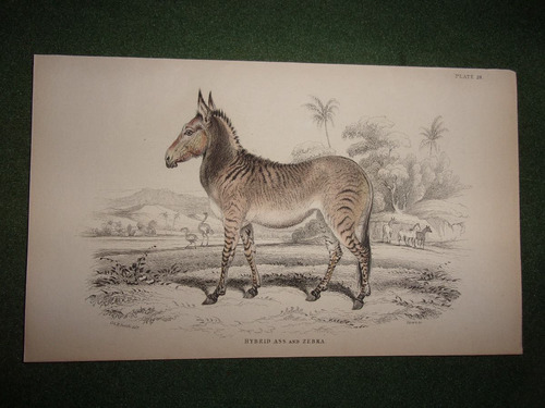 Caballo Hybrid Ass And Zebra Grabado De 1833