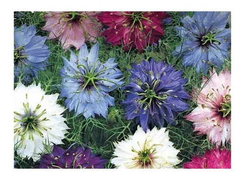 comprar Sementes De Flor Nigela Damascena Sortida\u002F 450mg De Sementes