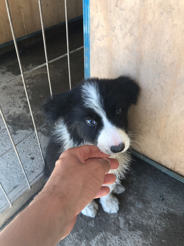 Border Collie Hembras Inscritas