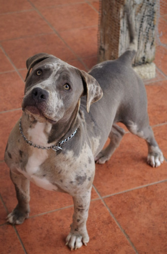 American Bully Xl Merle Y Blue Fawn 7 Meses Cachorros