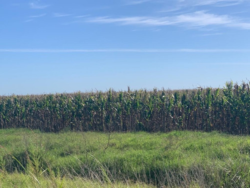 Imagen 6 de 6 de En Venta 62ha, Campo Mixto, Agro-ganadero En Bermúdez (bs As).
