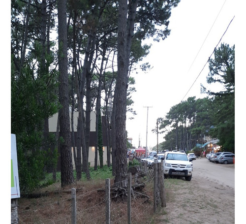 Venta Dos Lotes Únicos En Esquina, Comercial Y Multifamiliar, Con Hermosa Arboleda De Pinos