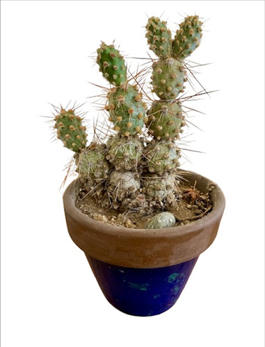 Cactus: Maihueniopsis Darwinii