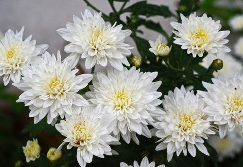  50 Semillas De Flor De Crisantemo Blanco 