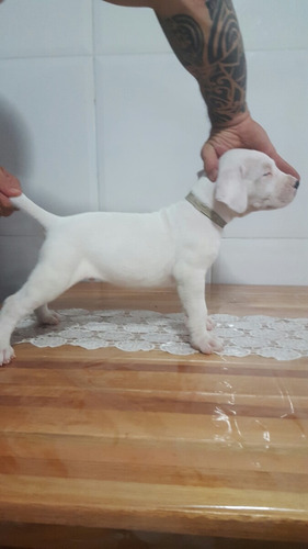 Dogo Argentino