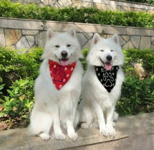 Collar Para Perros Y Gatos Con Pañoleta Talla Xl Tamaño Del Collar Xl Nombre Del Diseño Huella Color Rojo
