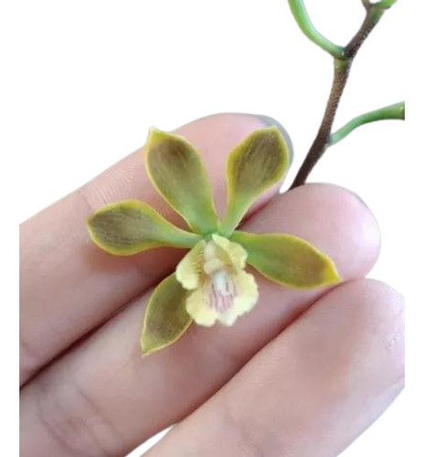 Orquidea Encyclia Clovesiana  *adulta*